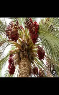 ثمر نخل رایگان