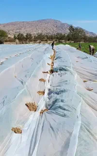 رول های ضد سرما گوجه  فوم عرض ۱۳ و ۷ تمام عرضها)