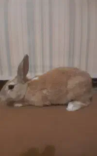 خرگوش