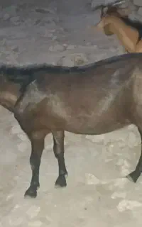 بز نر
