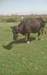 گاو