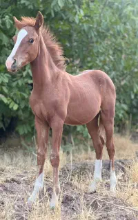 آموزش سوارکاری و خرید و فروش اسب