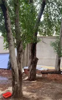 برش درخت