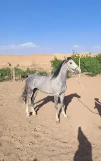 کره رخش انسیاتور