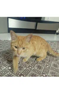 واگذاری گربه dsh رایگان