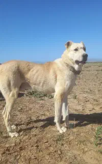 سگ گله ای همه چی تموم