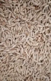 جو ابی فروشی
