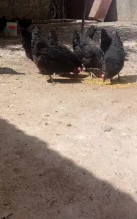 مرغ و خروس