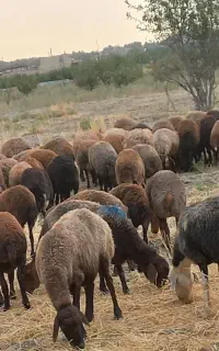 تعداد میش بی بره دوبهر کردی