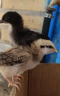 جوجه محلی