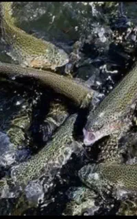 پخش قزل آلای زنده