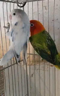 جفت کوتوله برزیلی مولدکارداده پاید و اوپلاین گرین