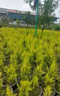 استخدام سرایدار و باغبان