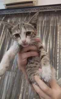واگذاری گربه