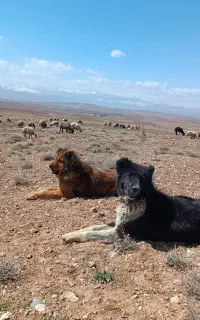 سگه گله ای تیران