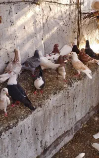 کبوتر سالم ذات عالی