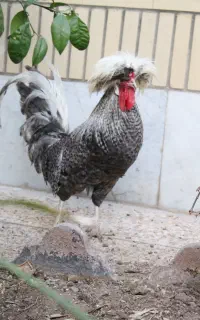 مرغ و خروس زینتی(لهستانی)کوشین برهما ابریشمی