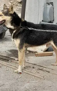 سگ هاسکی معاوضه هم دارم