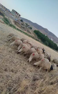 حیوانات مزرعه گوسفند میش