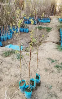 صنور وکبوته بادام کردو موجود درنهالستا قاسمی