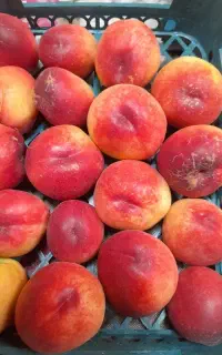 نیروی خانم جهت اشتغال در میوه فروشی باحقوق ومزایا