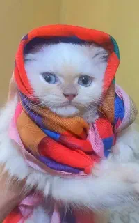 گربه پرشین