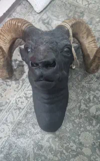 کله قوچ