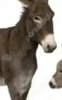 شیر الاغ