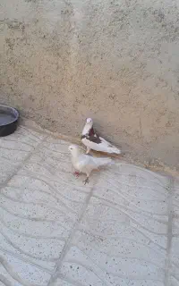 کبوتر