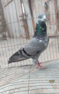 کفتر ماده