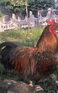 مرغ و خروس برهما