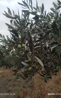 زیتون و روغن زیتون