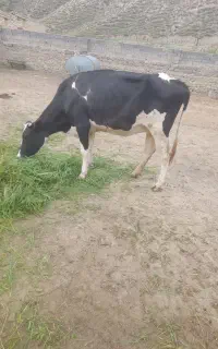 فروش یک راس گاو هلشتاین