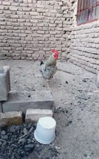 خروس