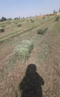 فروش ۹۰بسته یونجه ی پر گل خالص