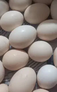تخم‌مرغ