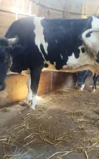 یک عدد گاو ماده