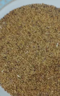بذر شبدر