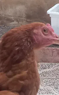 خروس لاری ۵ ماهه