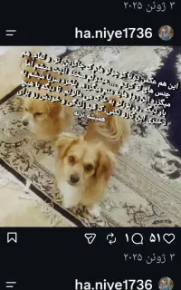 مژدگانی ویژه گمشده