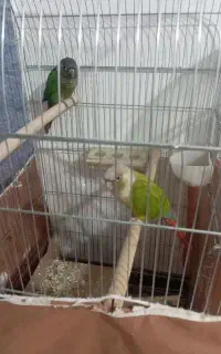 جفت گرینجیک