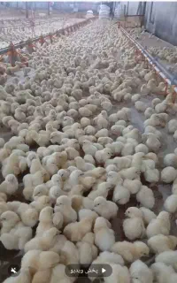 سالندارمرغداری