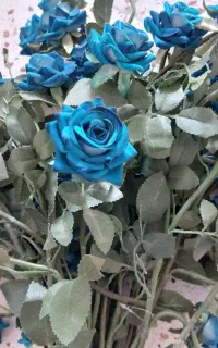 گل رز ابی