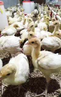 جوجه بوقلمون بیوتی شرکتی زرین