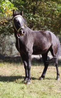 اسب مشکی