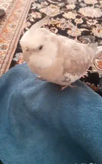 عروس هلندی گم شده