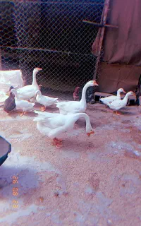 قوغاز ، غاز محلی و اردک