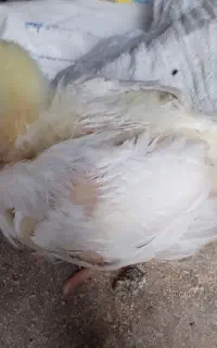 جوجه گوشتی 27 روزه راس 308