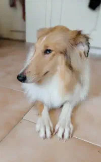 سگ نژاد راف کالی