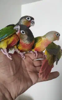 جوجه گرینچیک تازه دونخور